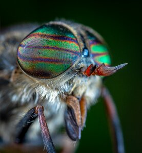 Insect eyes bespozvonochnoe