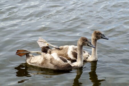 Animal water lake