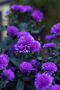 September aster aster plants purple