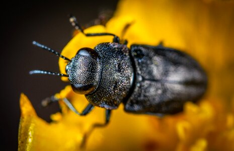 Coleoptera insect macro