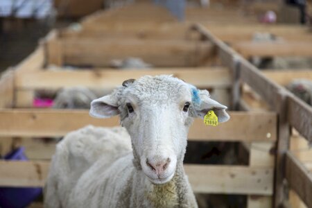 Trimmed portrait livestock