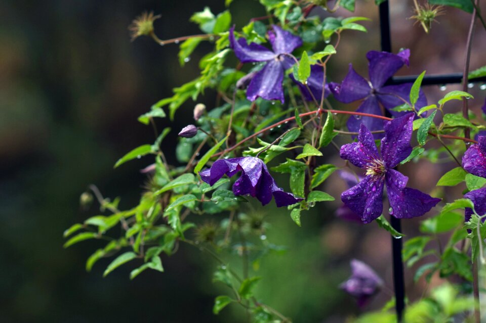Clematis flower bloom