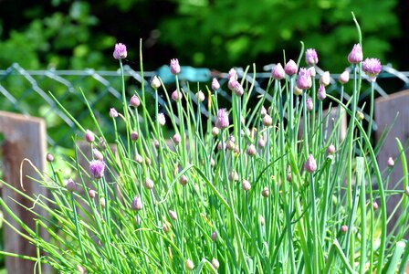 Plant flower grass