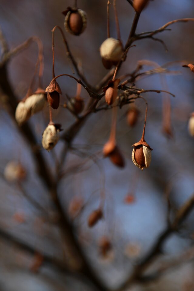 Brown peel acorn