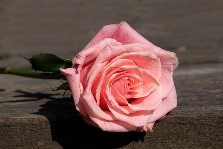 Blossom bloom pink rose photo