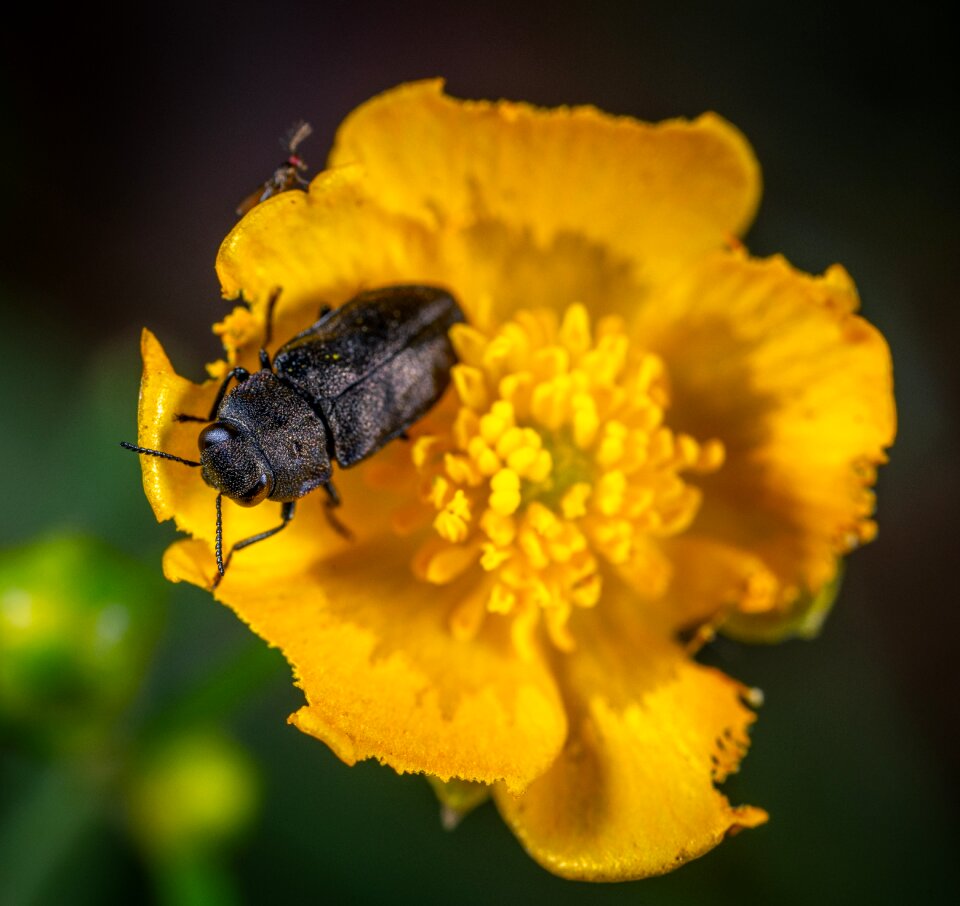 Coleoptera insect macro