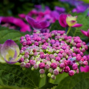 Bloom nature pink photo