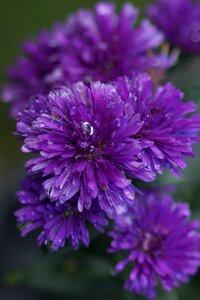September aster aster plants purple