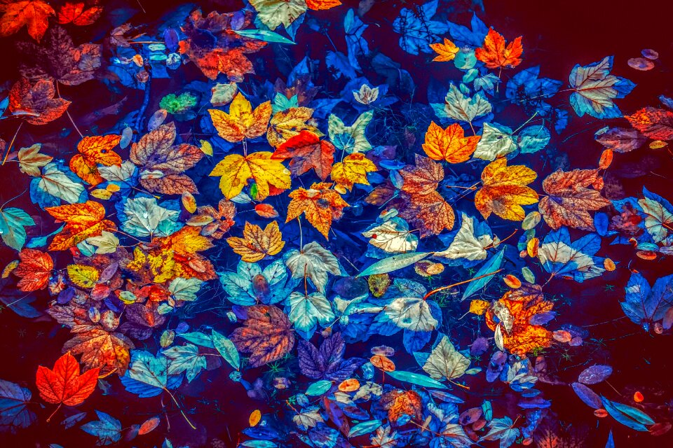 Leaves colorful autumn colours