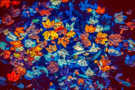 Leaves colorful autumn colours