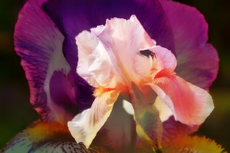 Noble purple double exposure