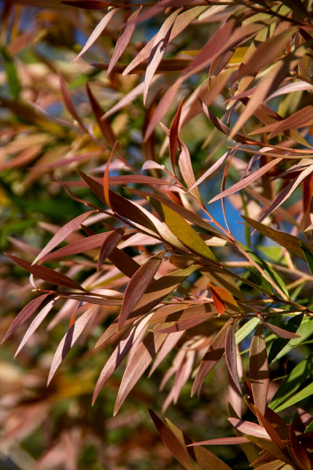 Australian tree immature