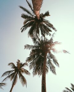 Beach tree paradise photo
