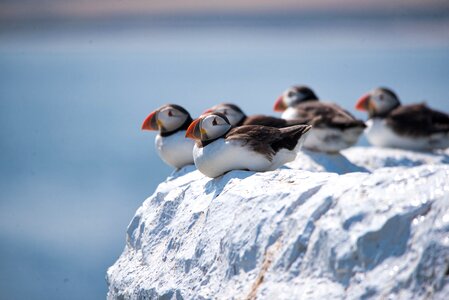 Birds nature sea photo