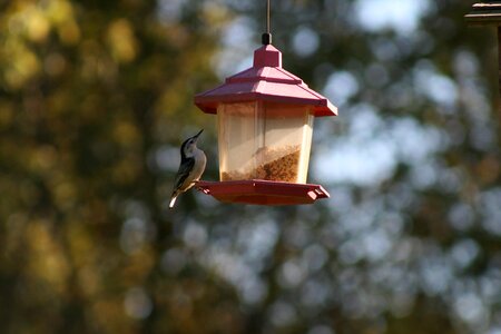 Bird feeder summer
