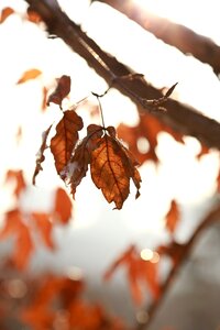 The leaves autumn leaves brown photo