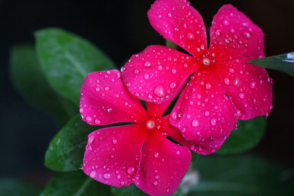 Pink flower depth of field water