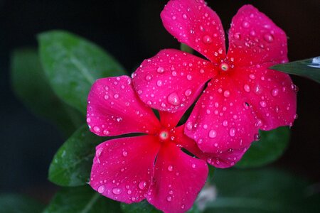Pink flower depth of field water