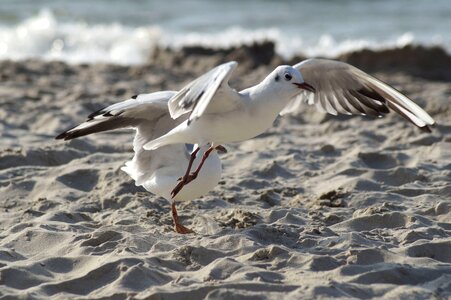Seevogel sea gulls