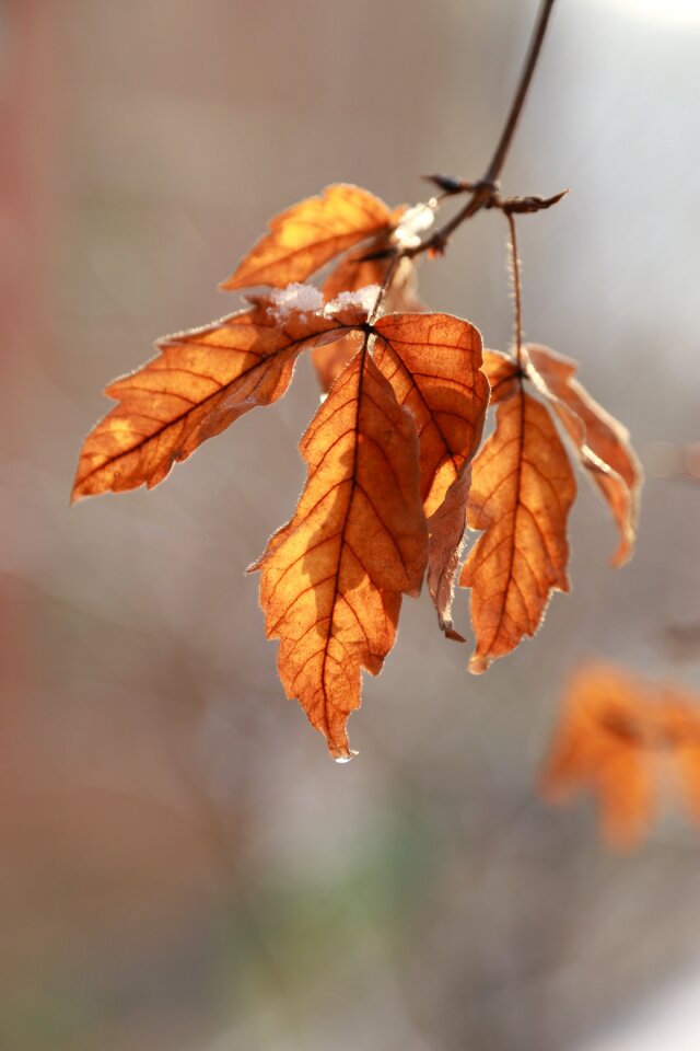 Autumn leaves brown nature