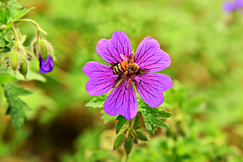 Plant bee insect
