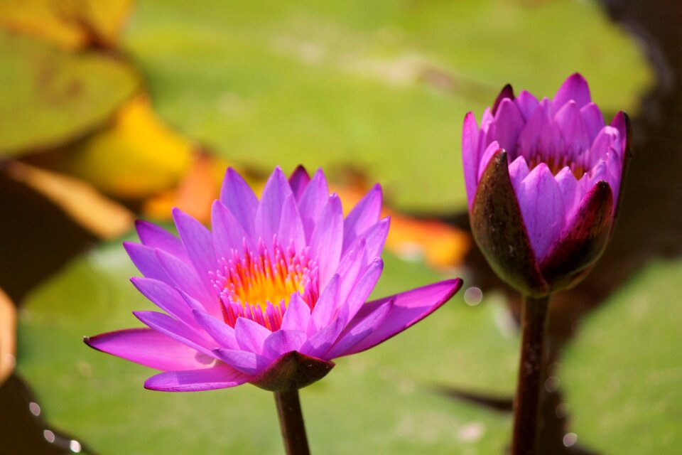 Lotus flower national flower of india