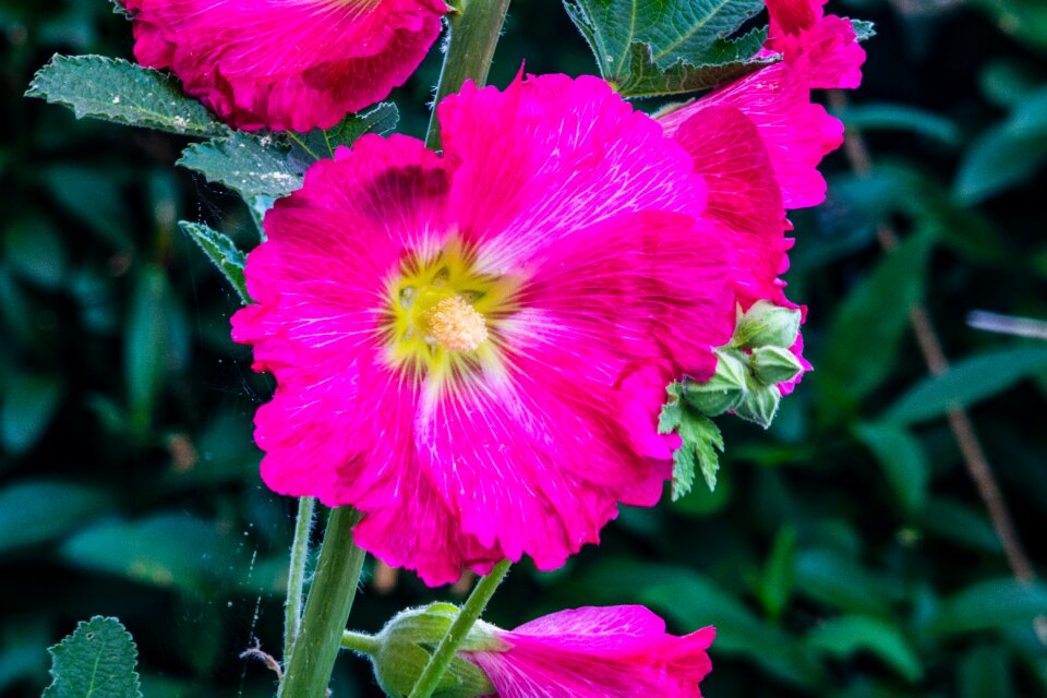 Flower ornamental plant bloom