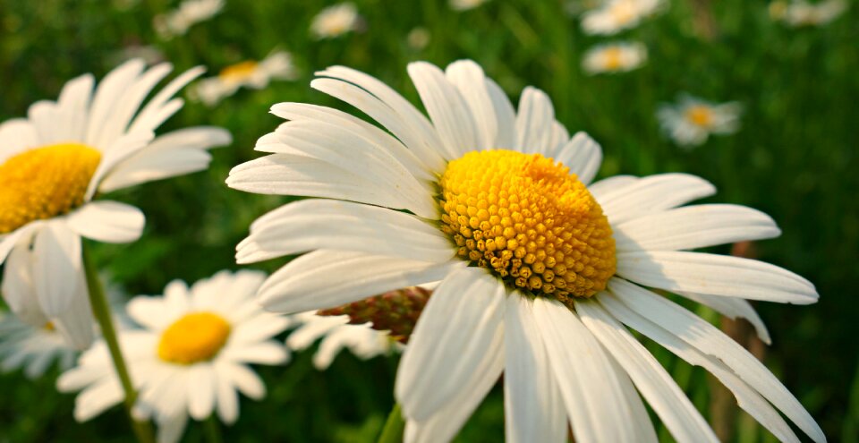 Petal heart wild flower