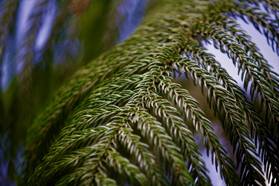 Detail plant nature