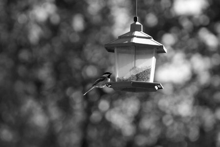 Birds feeder black and white