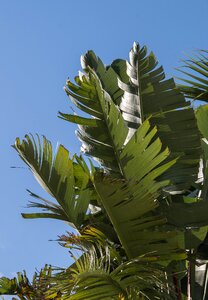 Leaves green sub-tropical