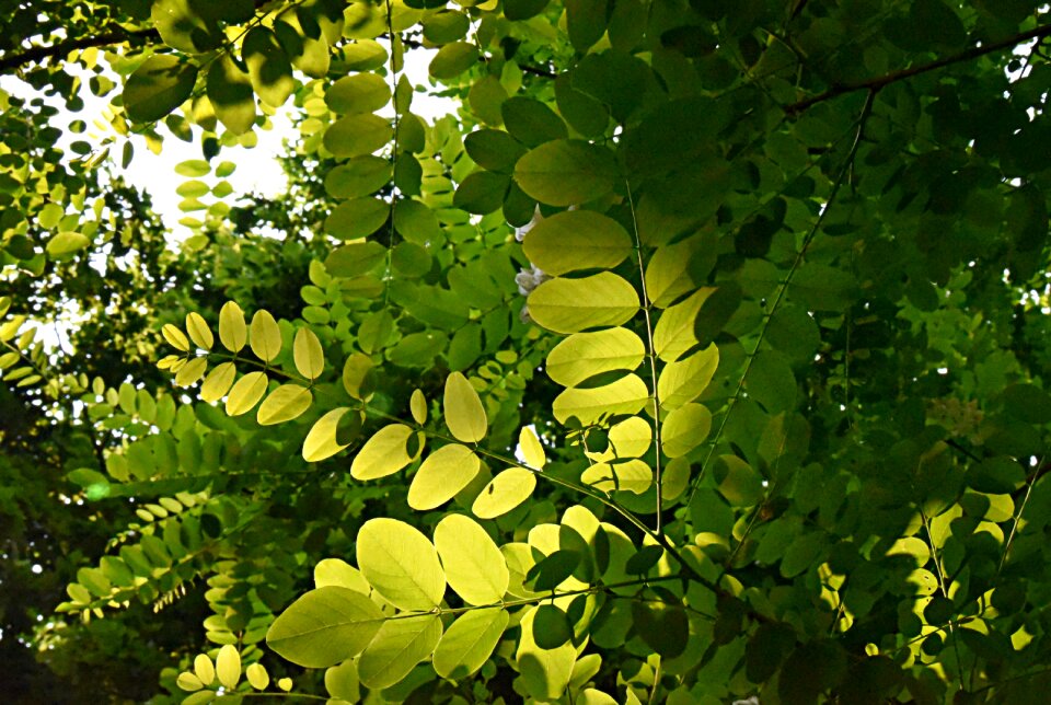 Branch tree back light