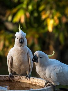 Bird feather white photo