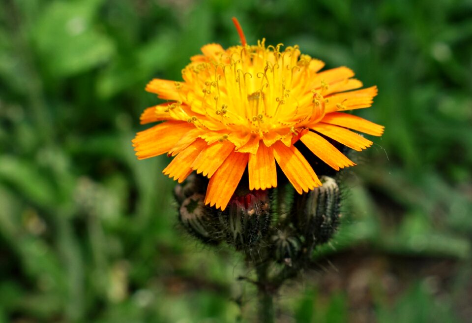 Plant bloom stamen