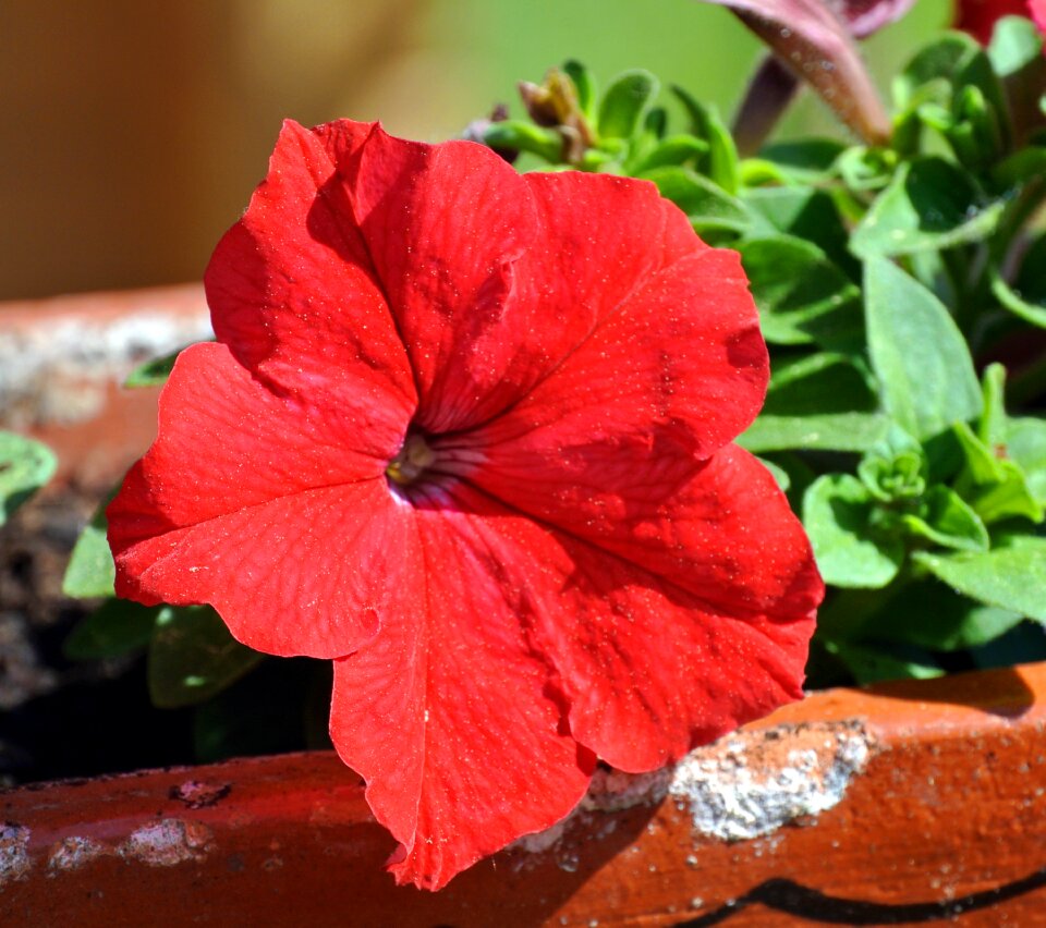 Plant nature garden