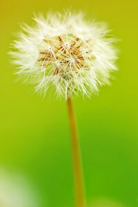 Flower macro bloom