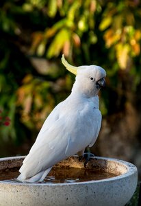 Bird feather white photo