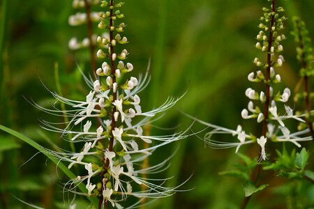 Leaf flora flower