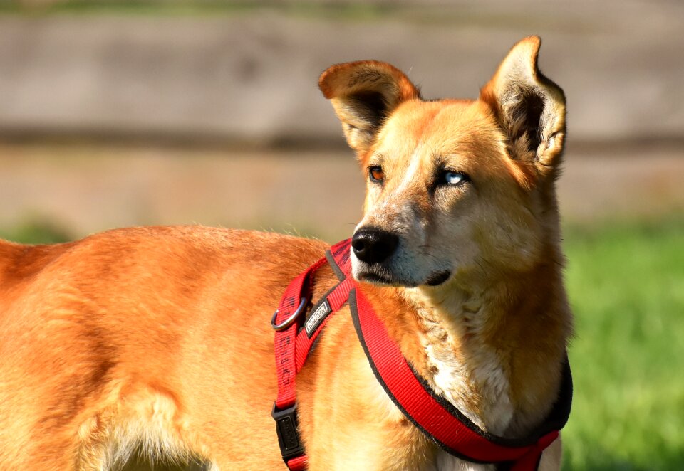 Pet brown good aiderbichl