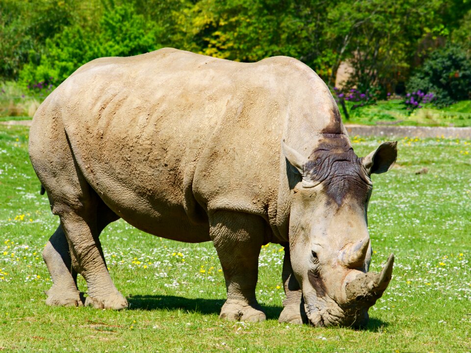 Wildlife mammal safari