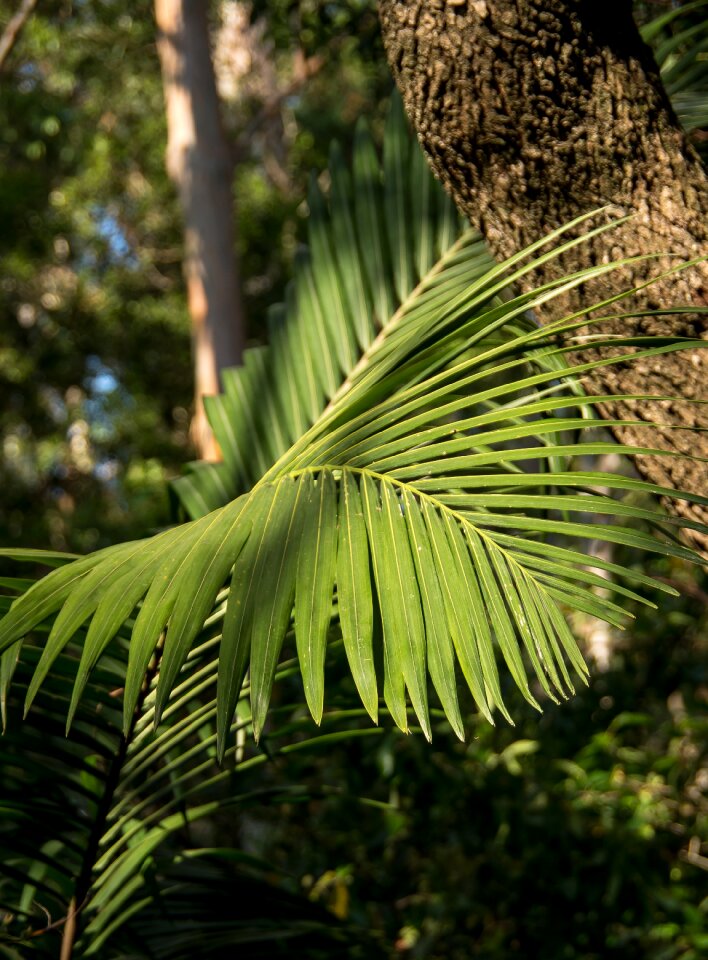 Rain forest forest australia