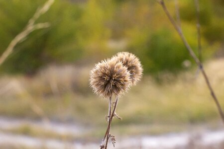 Dry grass sunrise