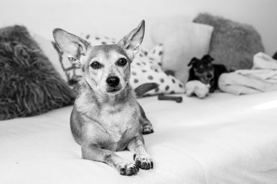 Dogs pet black white