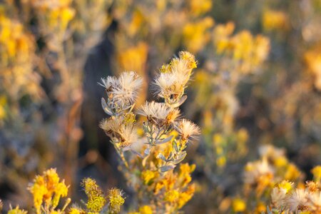 Dry grass bush