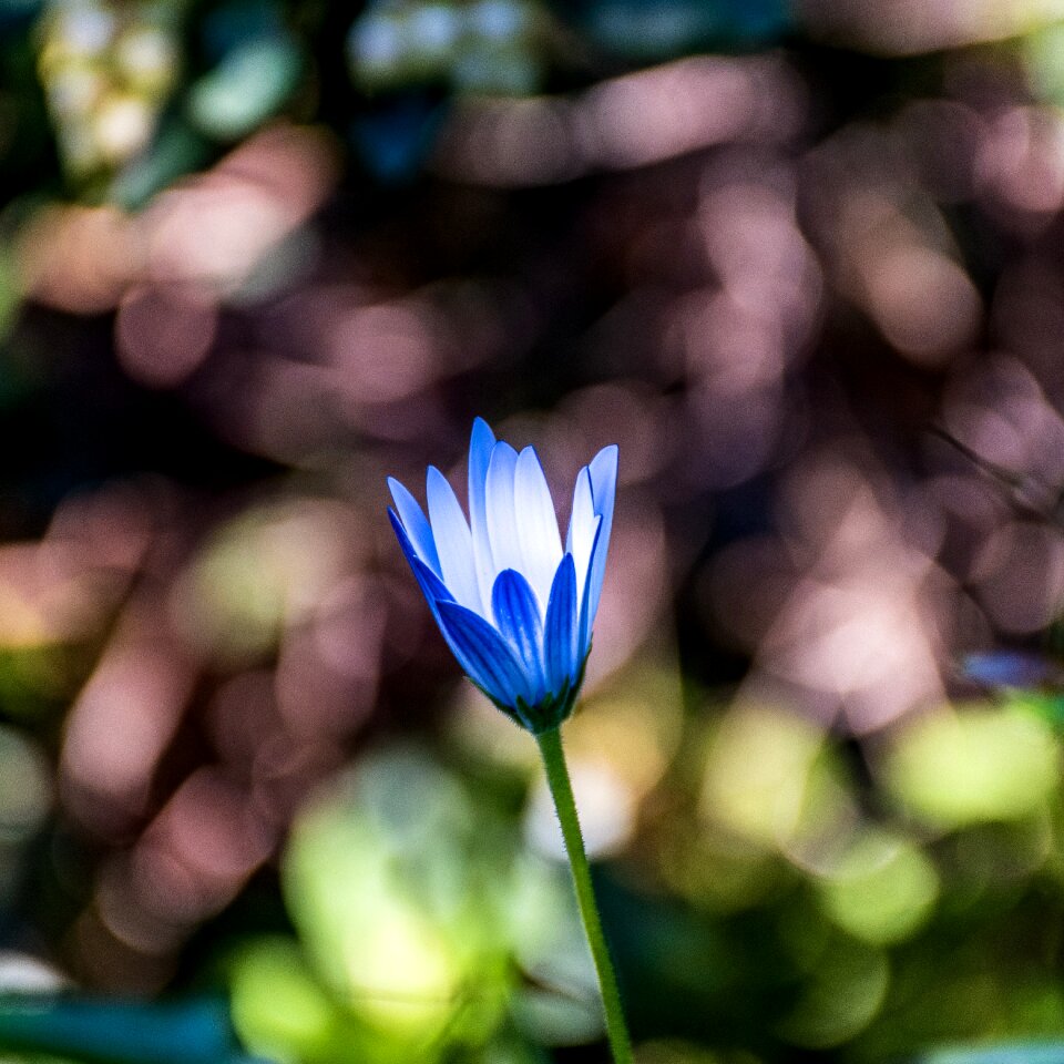 Blue illuminated morning light