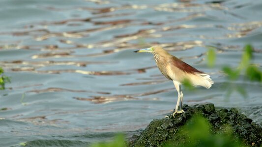 Avian bird water photo