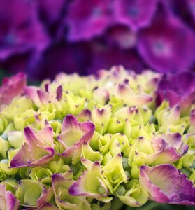 Purple nature violet