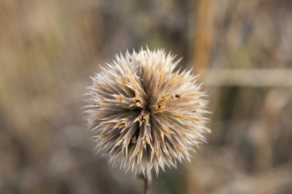 Dry grass sunrise