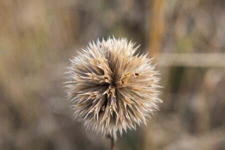 Dry grass sunrise