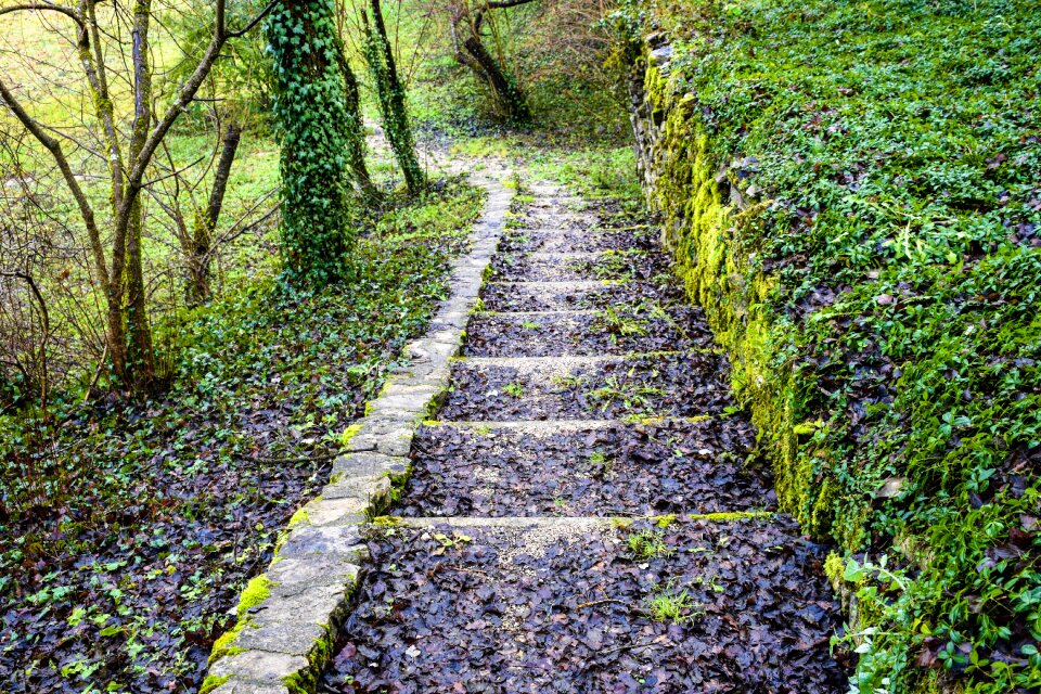 Trail greenery lonely